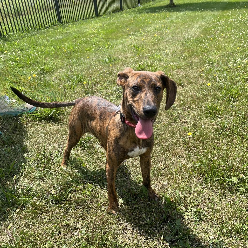 Carmalt, a Adoptable Mixed Breed in Canal Winchester, OH image 3/3
