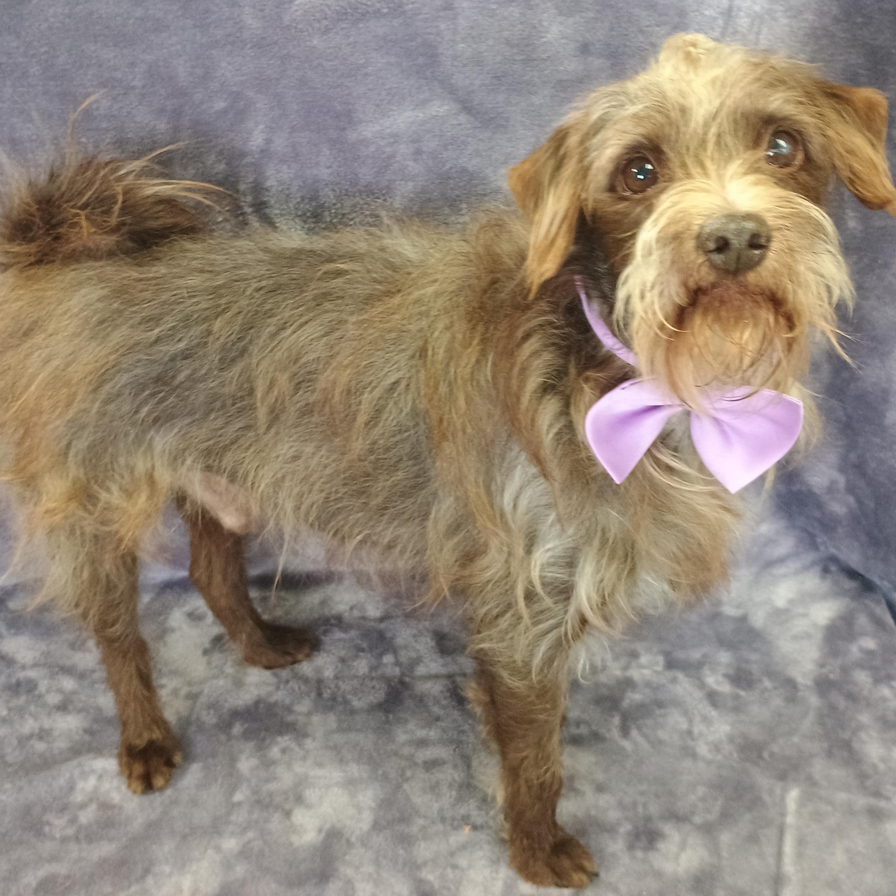 Enlarge Rusty, a Adoptable Schnauzer in Lodi, CA image 1/4