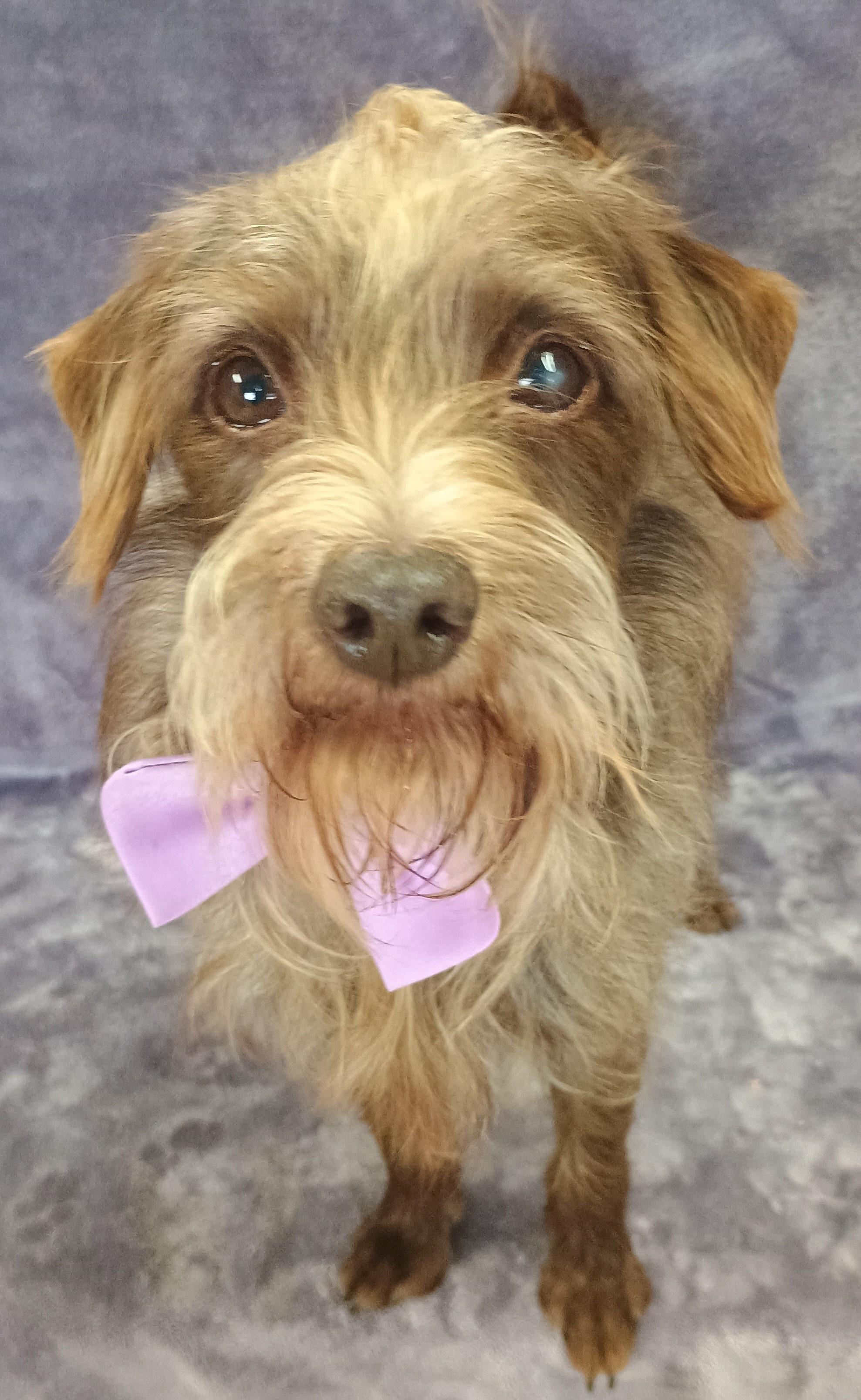 Enlarge Rusty, a Adoptable Schnauzer in Lodi, CA image 2/4