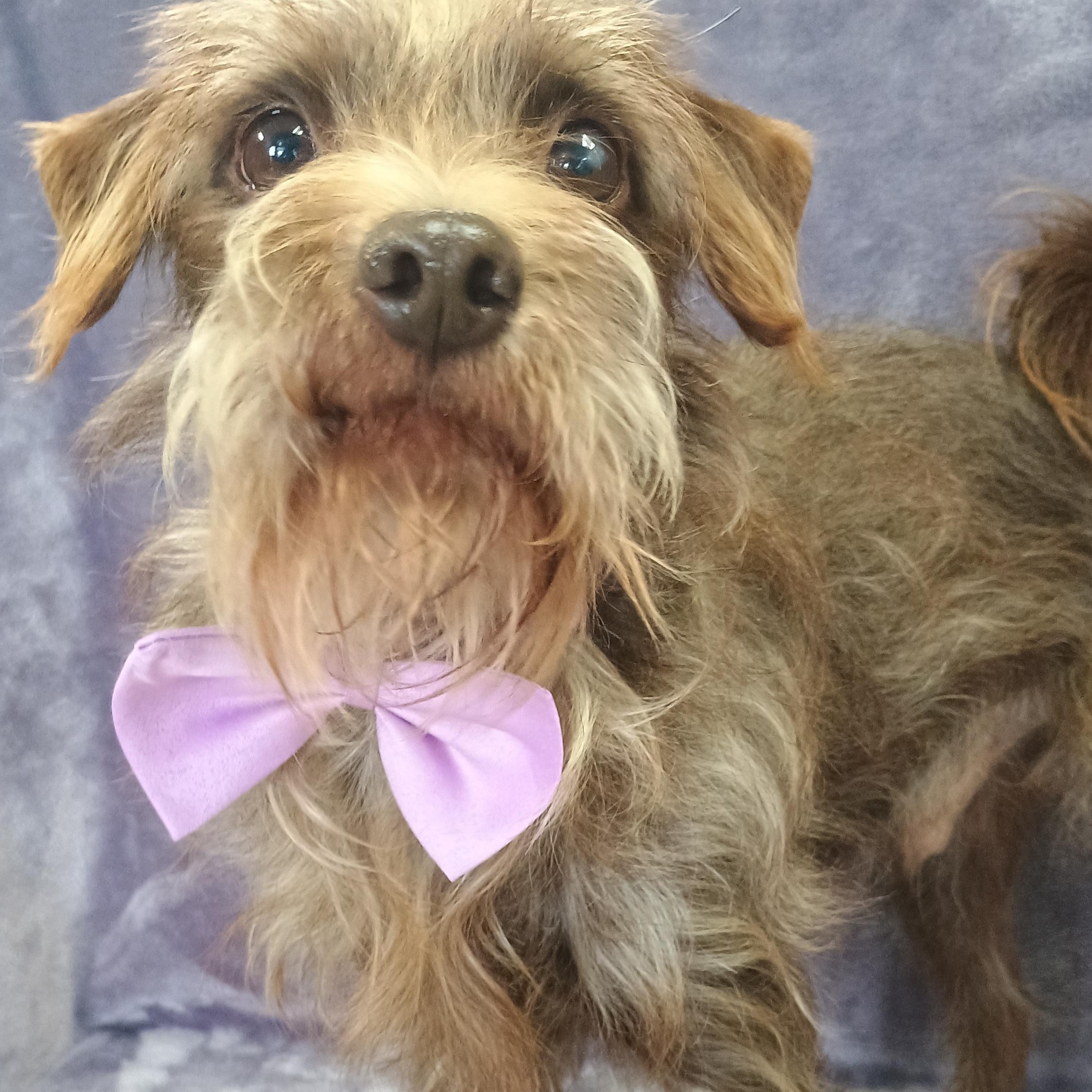 Enlarge Rusty, a Adoptable Schnauzer in Lodi, CA image 3/4