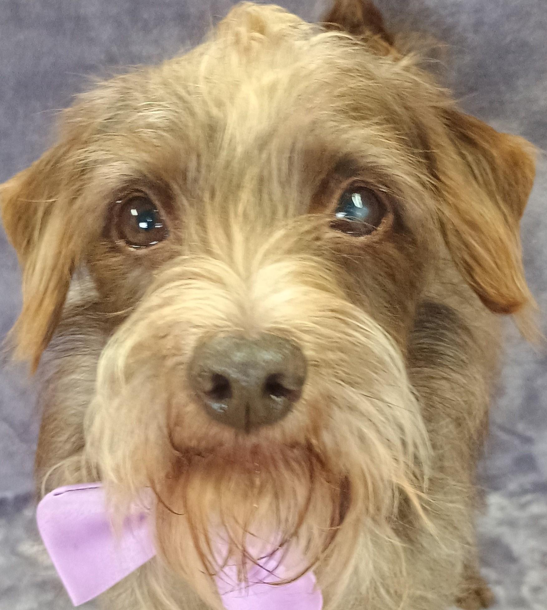 Enlarge Rusty, a Adoptable Schnauzer in Lodi, CA image 4/4