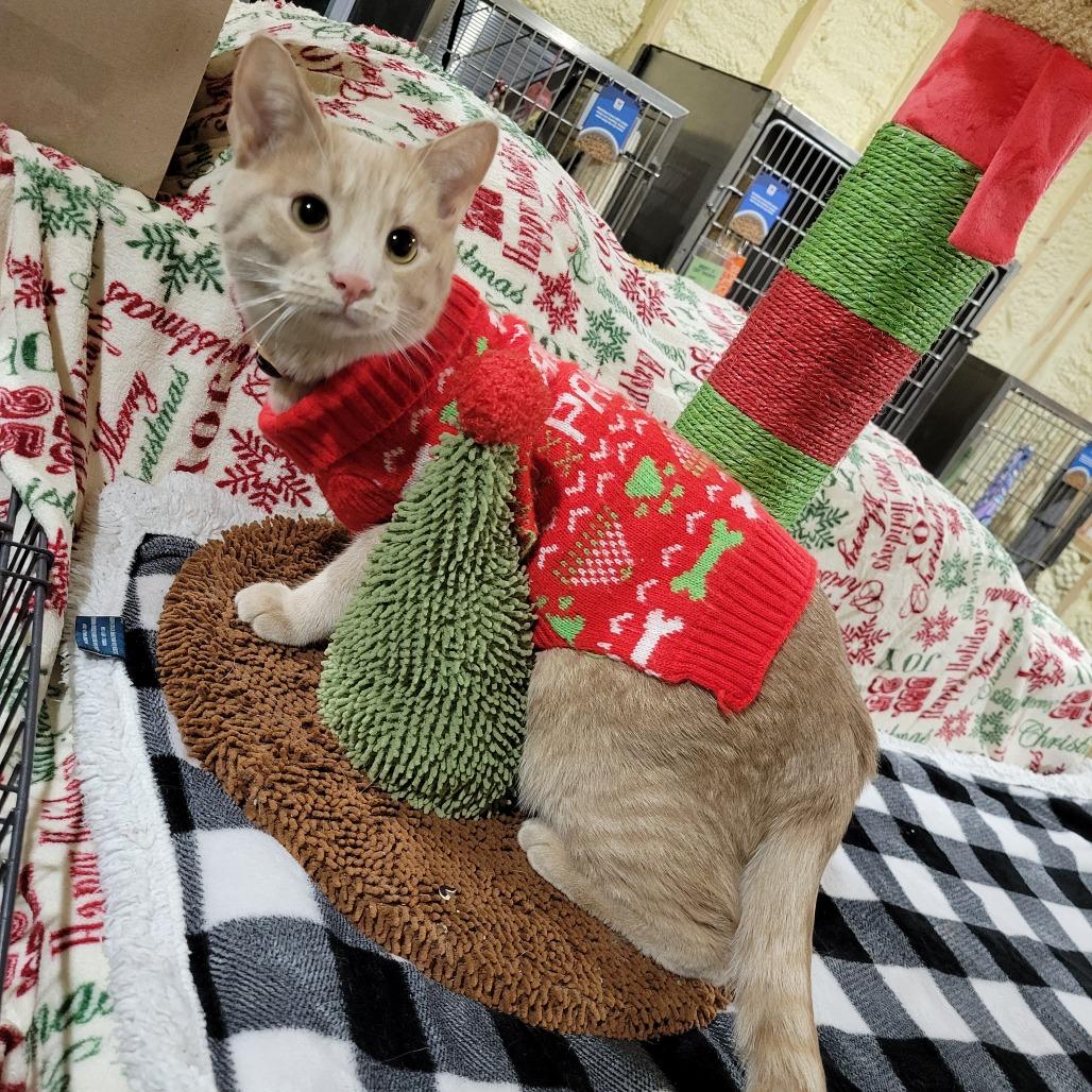 Banjo, a Adoptable Domestic Short Hair in Park Falls, WI image 2/3