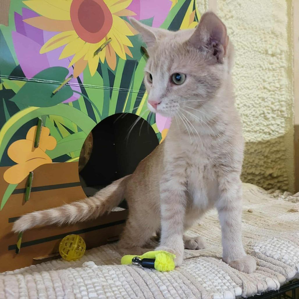 Banjo, a Adoptable Domestic Short Hair in Park Falls, WI image 3/3