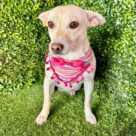 ANYA, Adoptable, Young Female Chihuahua.