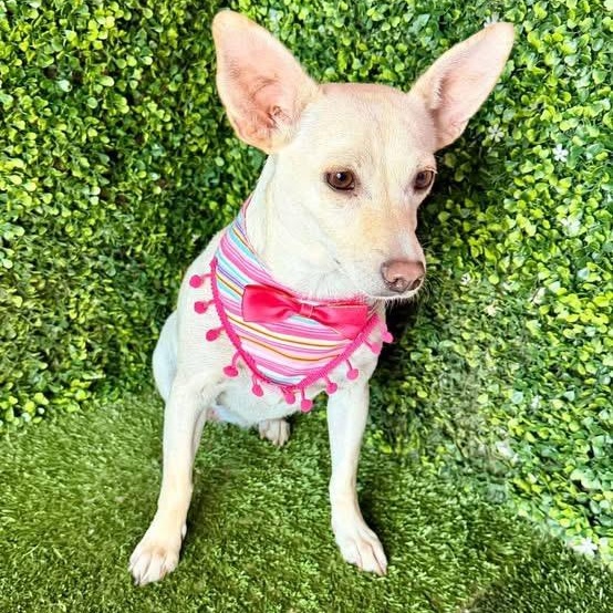 Enlarge ANYA, a Adoptable mixed breed in Langley, BC image 3/4