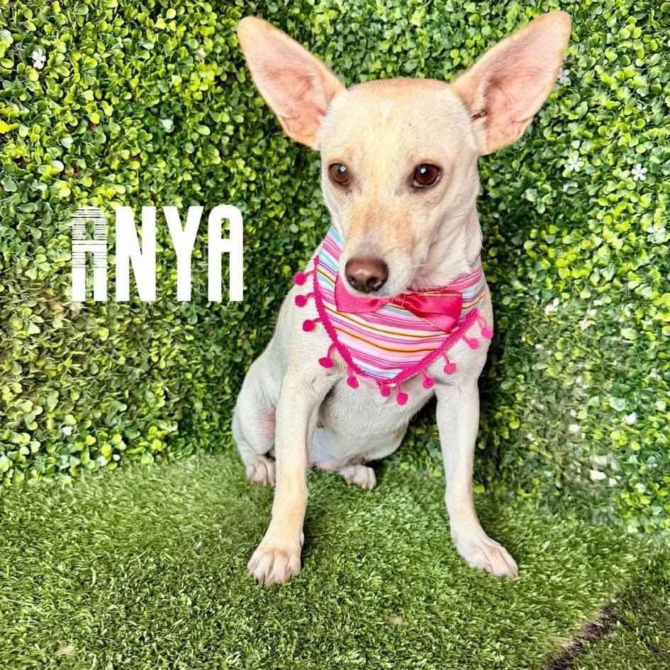 Enlarge ANYA, a Adoptable mixed breed in Langley, BC image 2/4