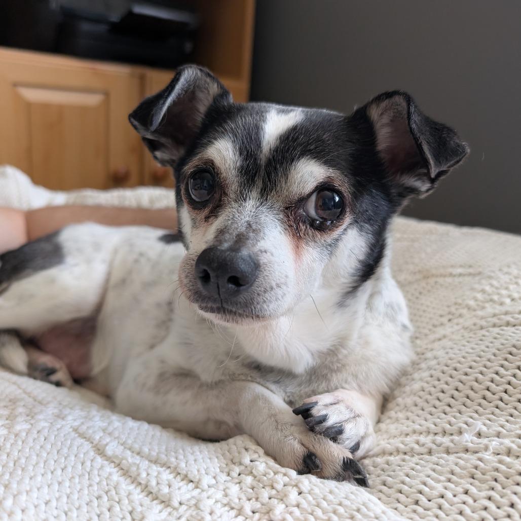 Theo, Adoptable, Adult Male Jack Russell Terrier.