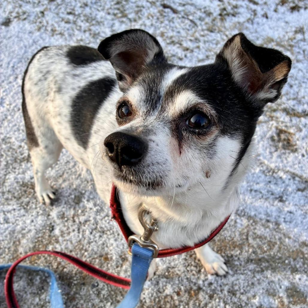 Theo, Adoptable, Adult Male Jack Russell Terrier.