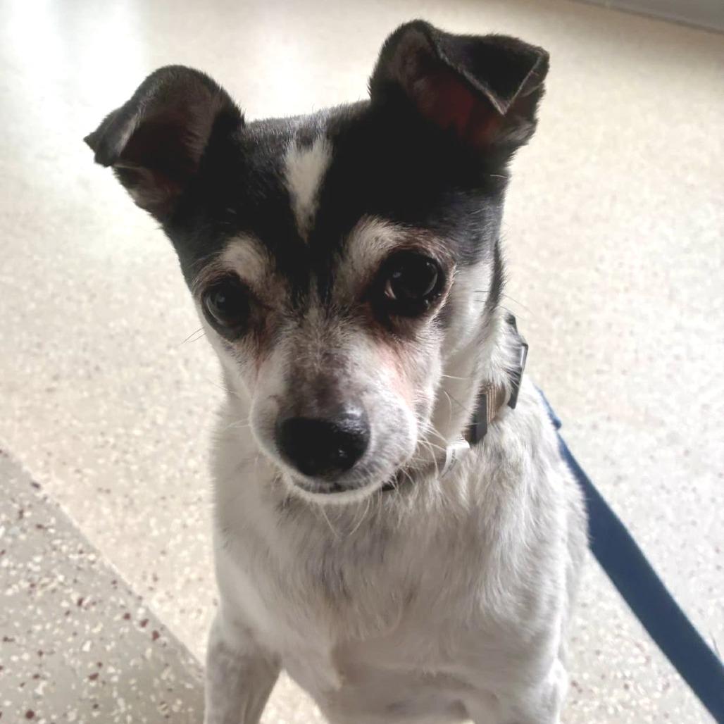 Theo, a Adoptable mixed breed in Indianapolis, IN image 2/3