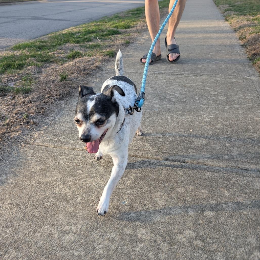 Theo, a Adoptable mixed breed in Indianapolis, IN image 5/6