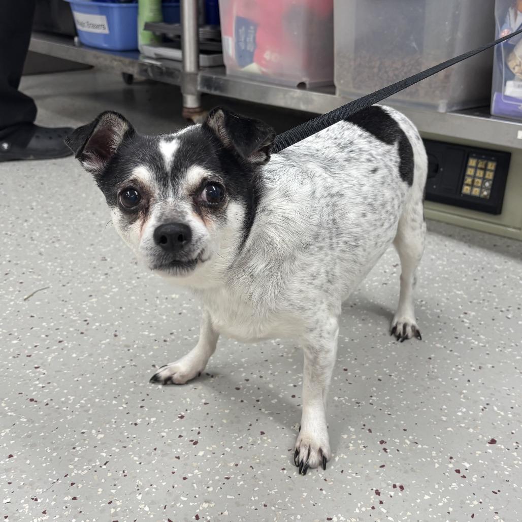 Theo, a Adoptable mixed breed in Indianapolis, IN image 3/3