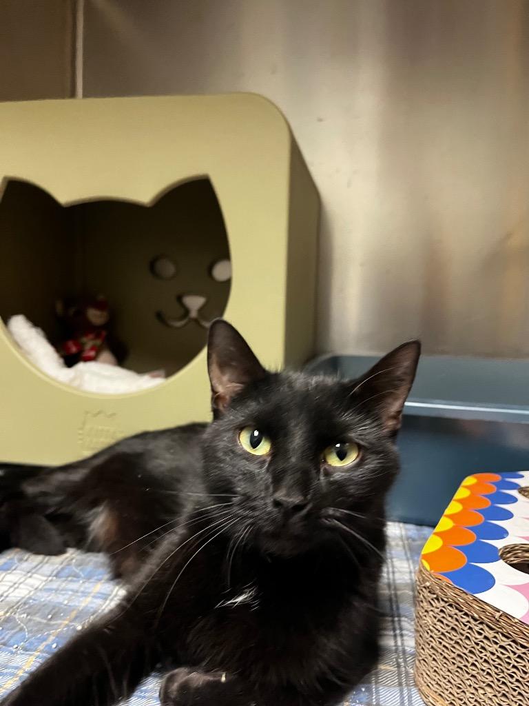 Mother Nature, Adoptable, Young Female Domestic Short Hair.