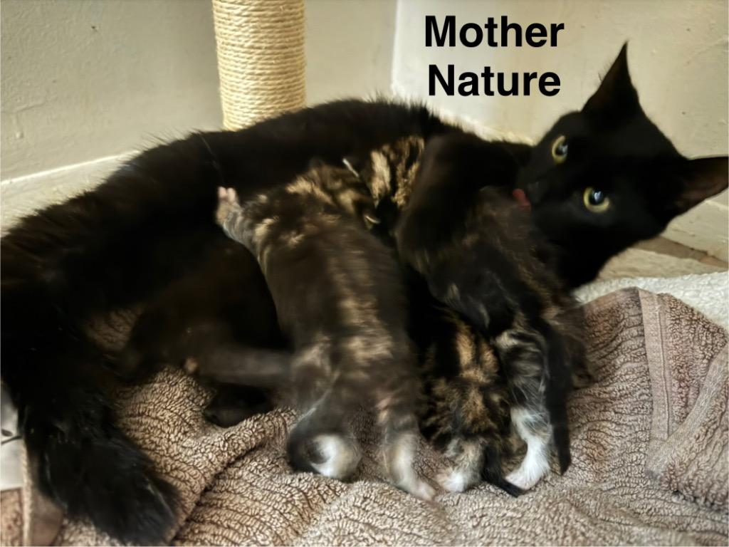 Enlarge Mother Nature, a Adoptable mixed breed in Utica, MI image 2/2