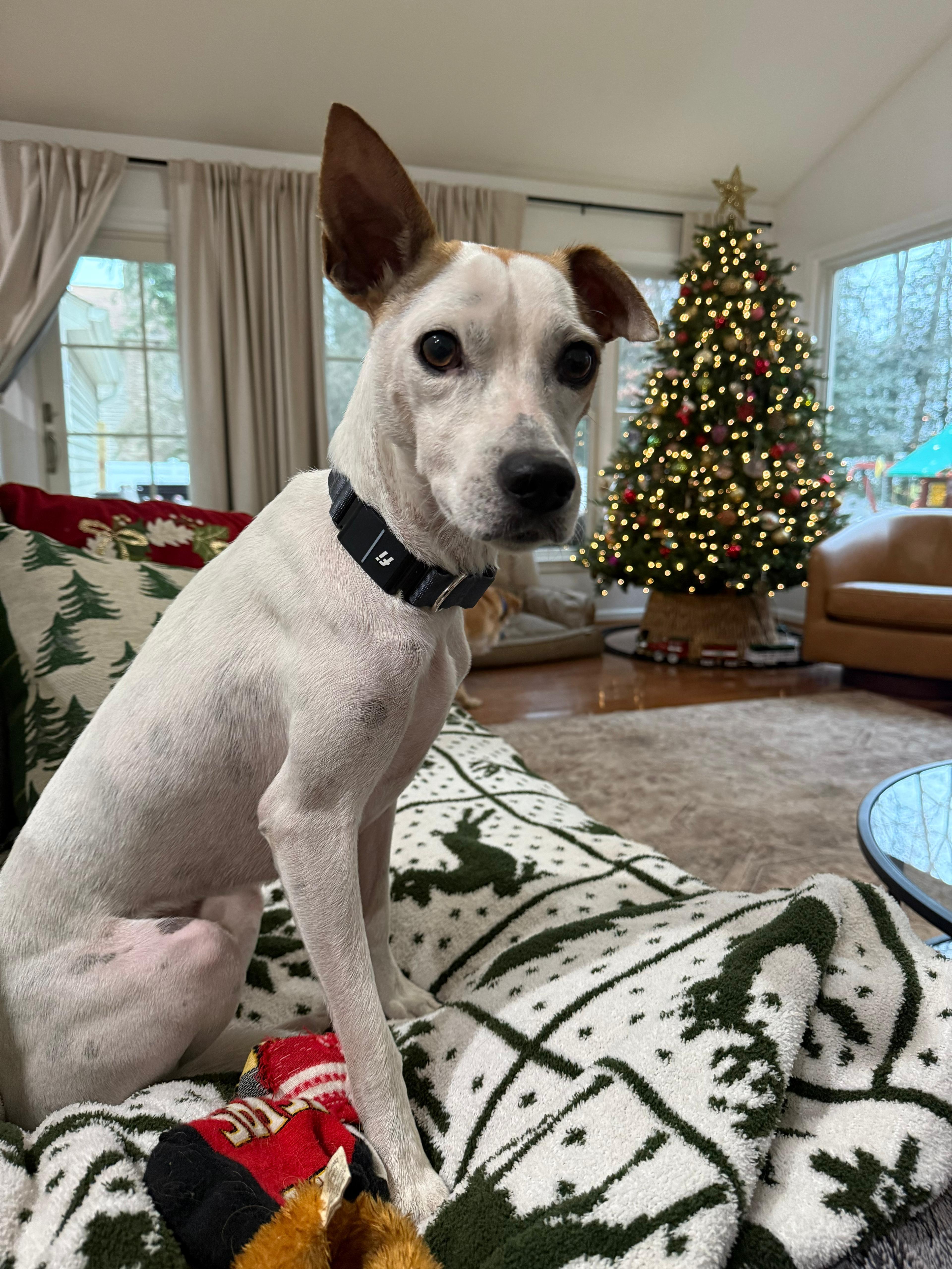 Enlarge MILO - great with kids!, an adoptable mixed breed in Edgewater, MD image 2/6