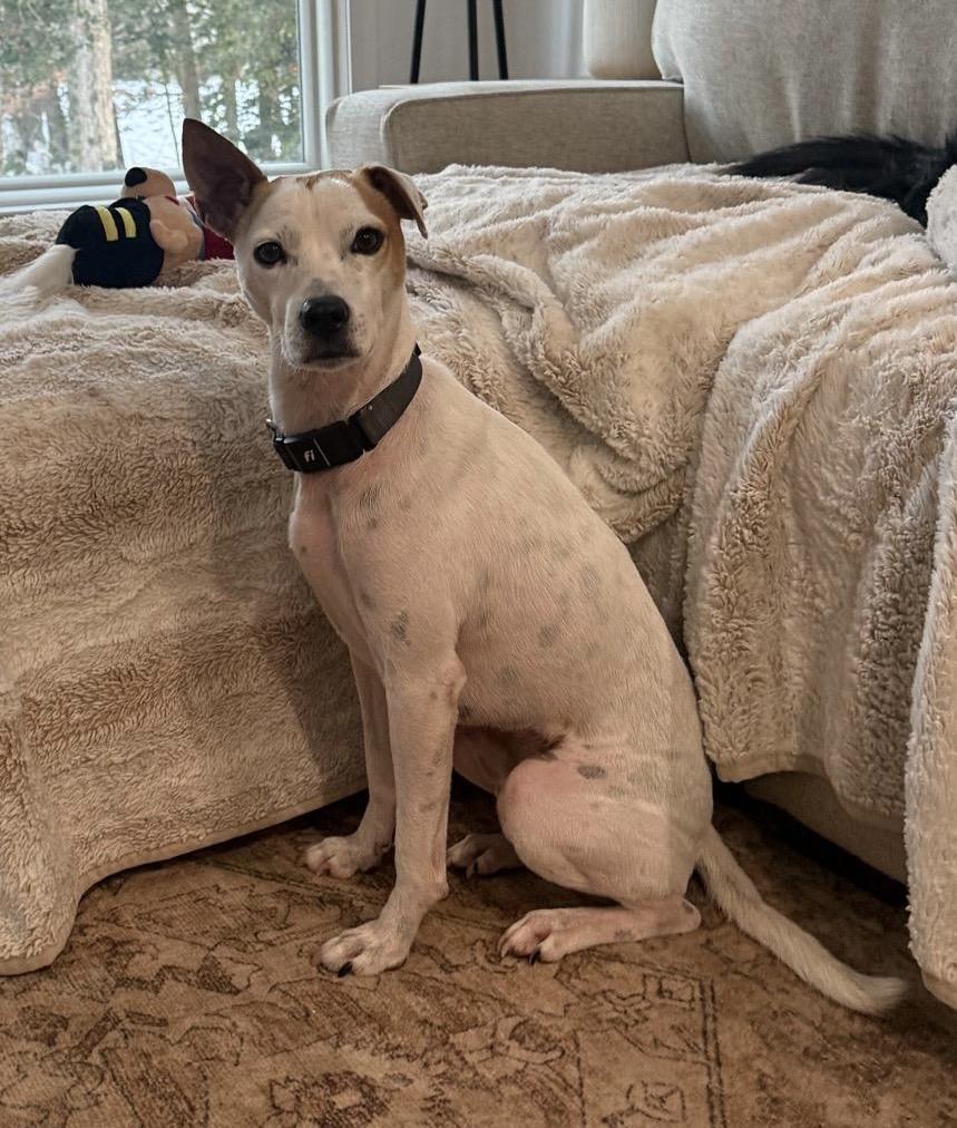 Enlarge MILO - great with kids!, an adoptable mixed breed in Edgewater, MD image 4/6