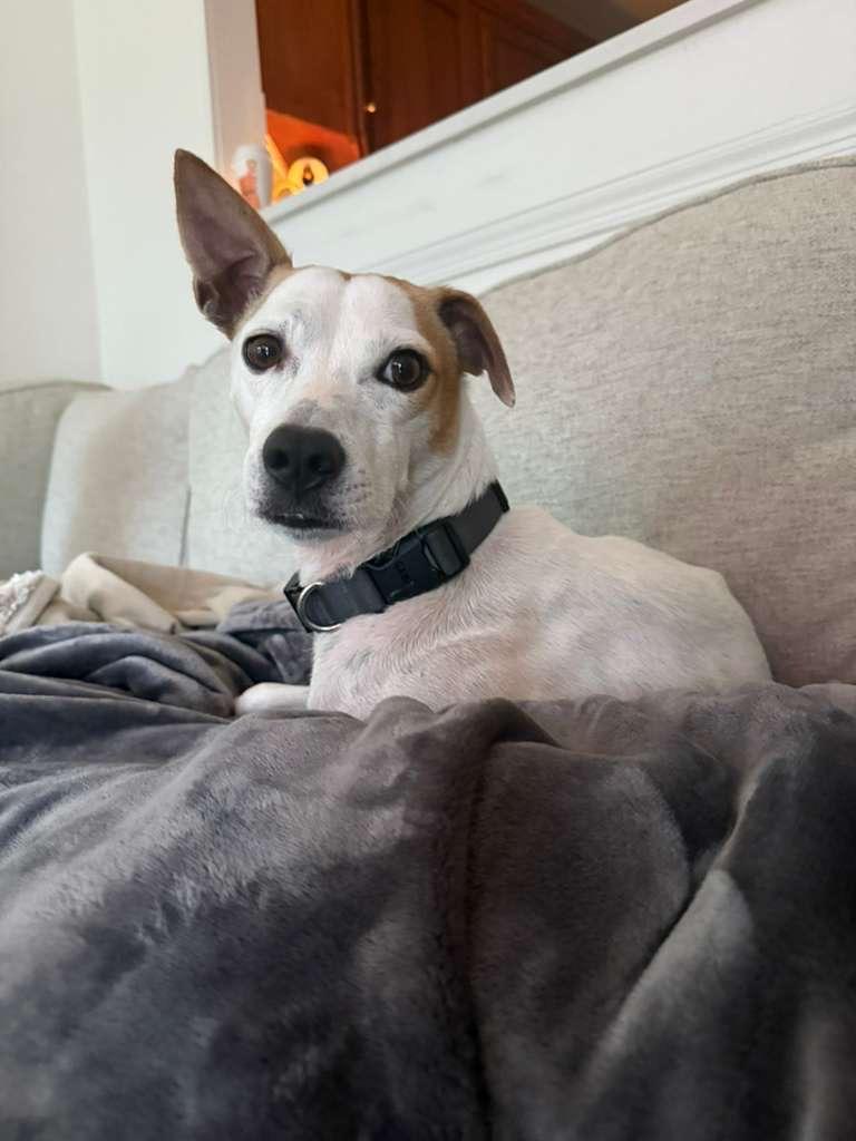 Enlarge MILO - great with kids!, an adoptable mixed breed in Edgewater, MD image 1/6