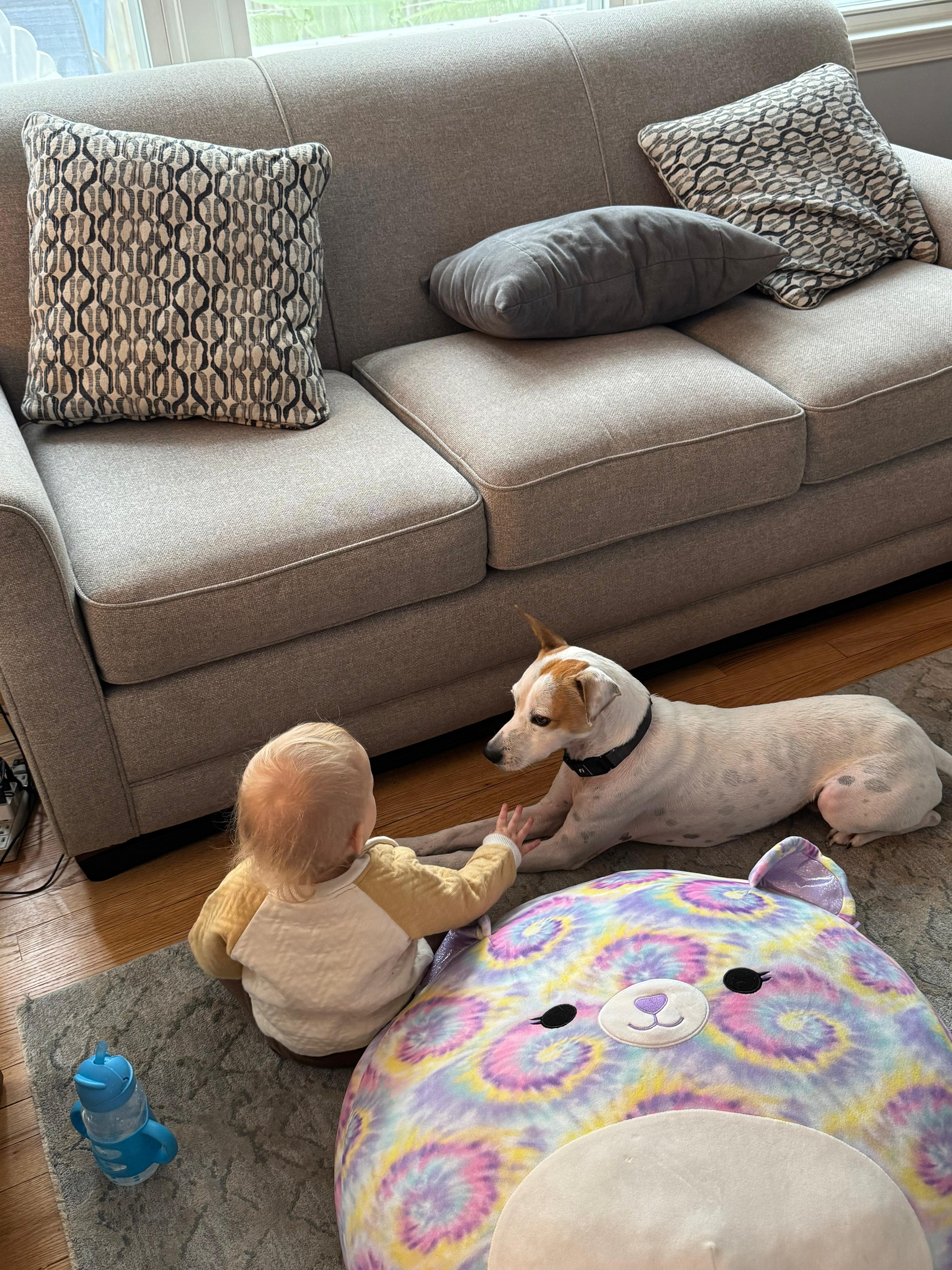 Enlarge MILO - great with kids!, an adoptable mixed breed in Edgewater, MD image 6/6