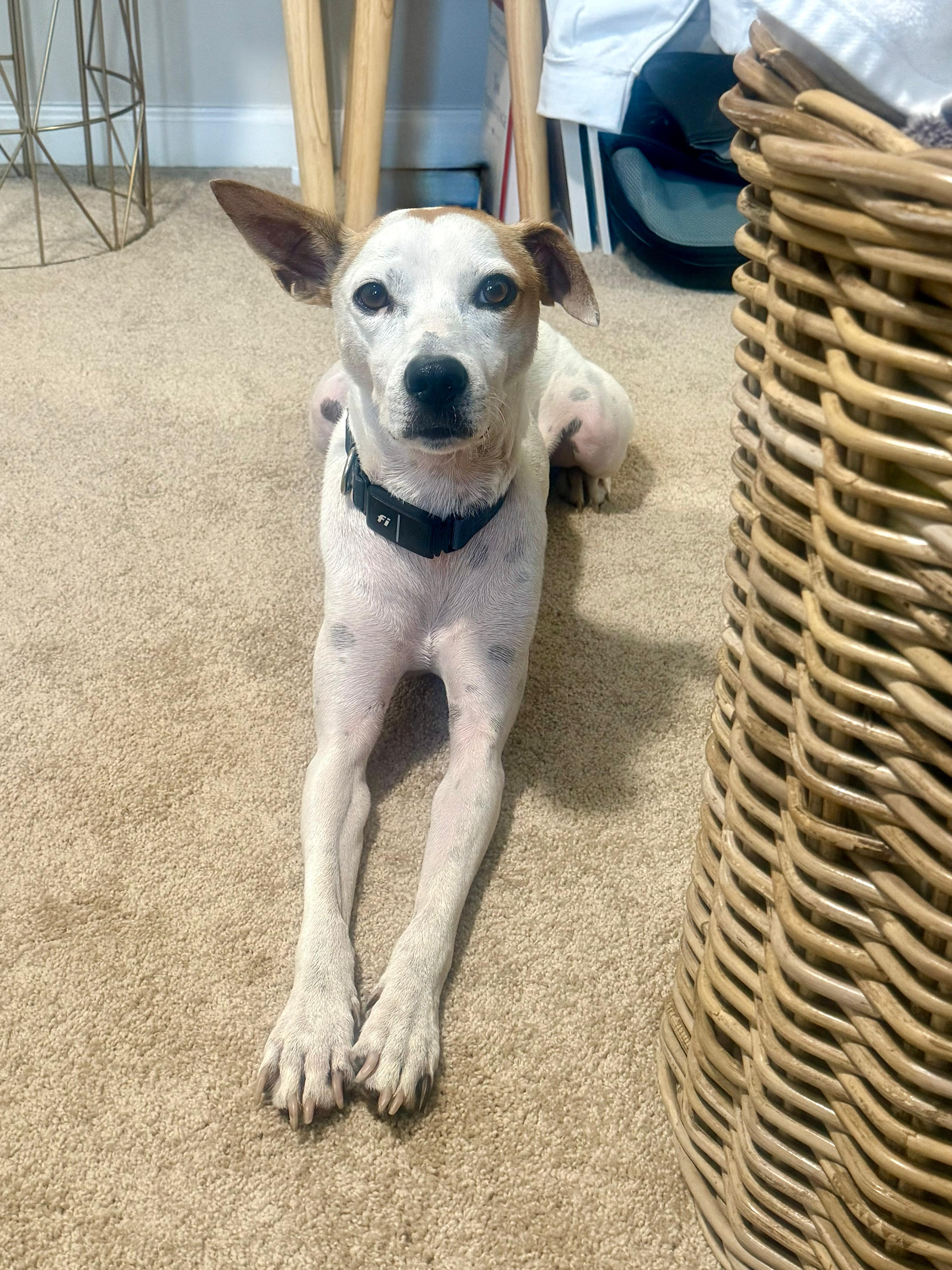 Enlarge MILO - great with kids!, an adoptable mixed breed in Edgewater, MD image 3/6