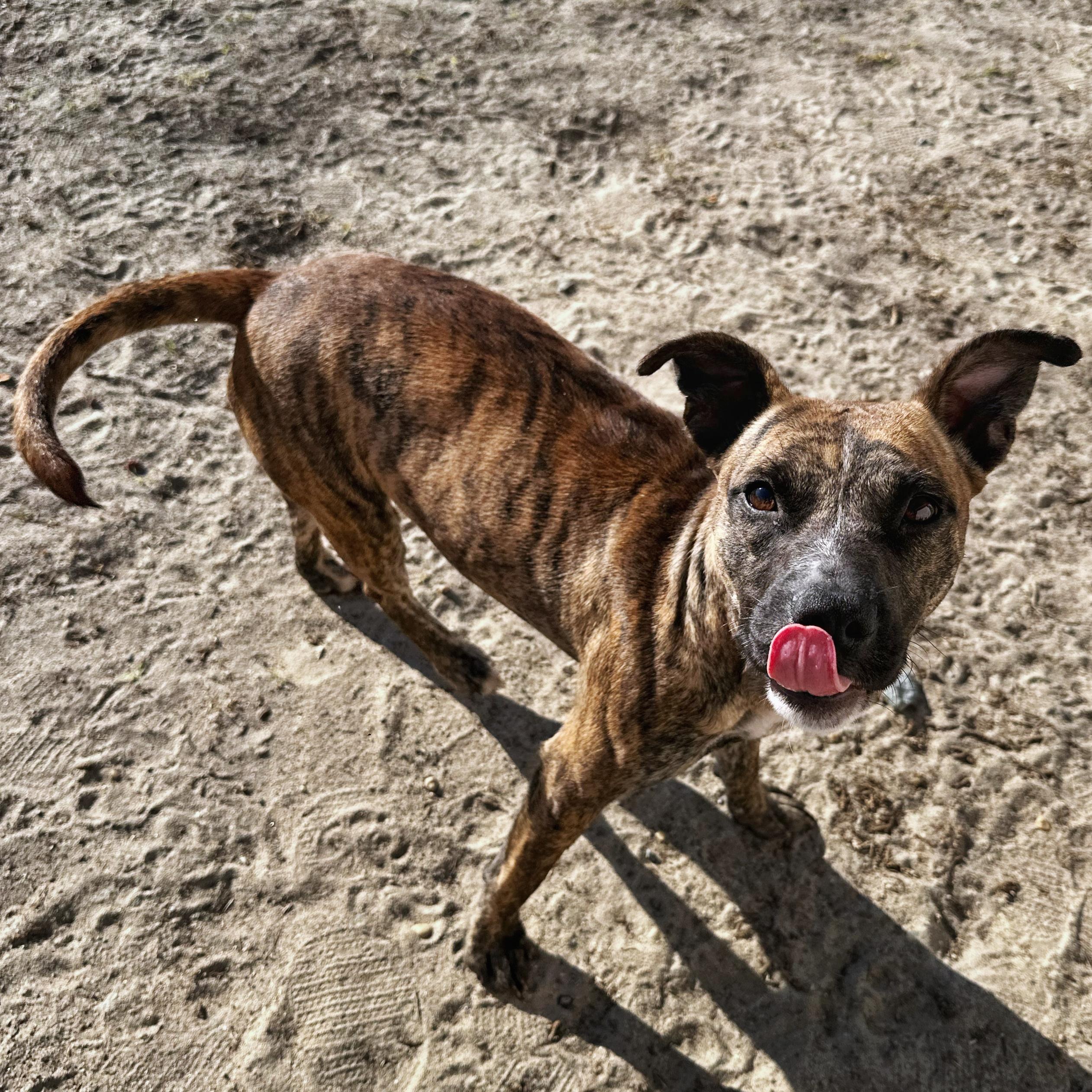 Faye, a Adoptable mixed breed in Valdosta, GA image 1/2