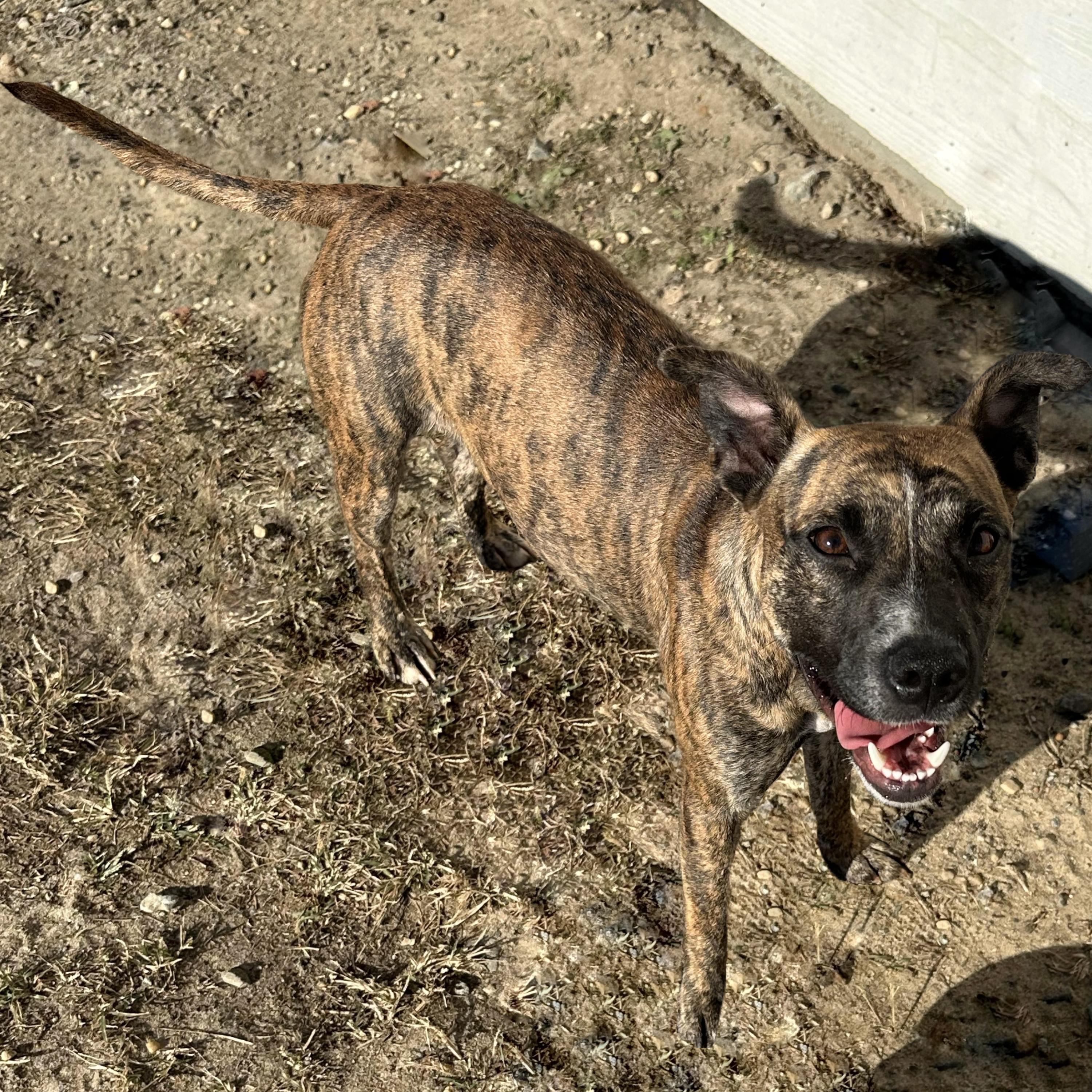 Faye, a Adoptable mixed breed in Valdosta, GA image 2/2