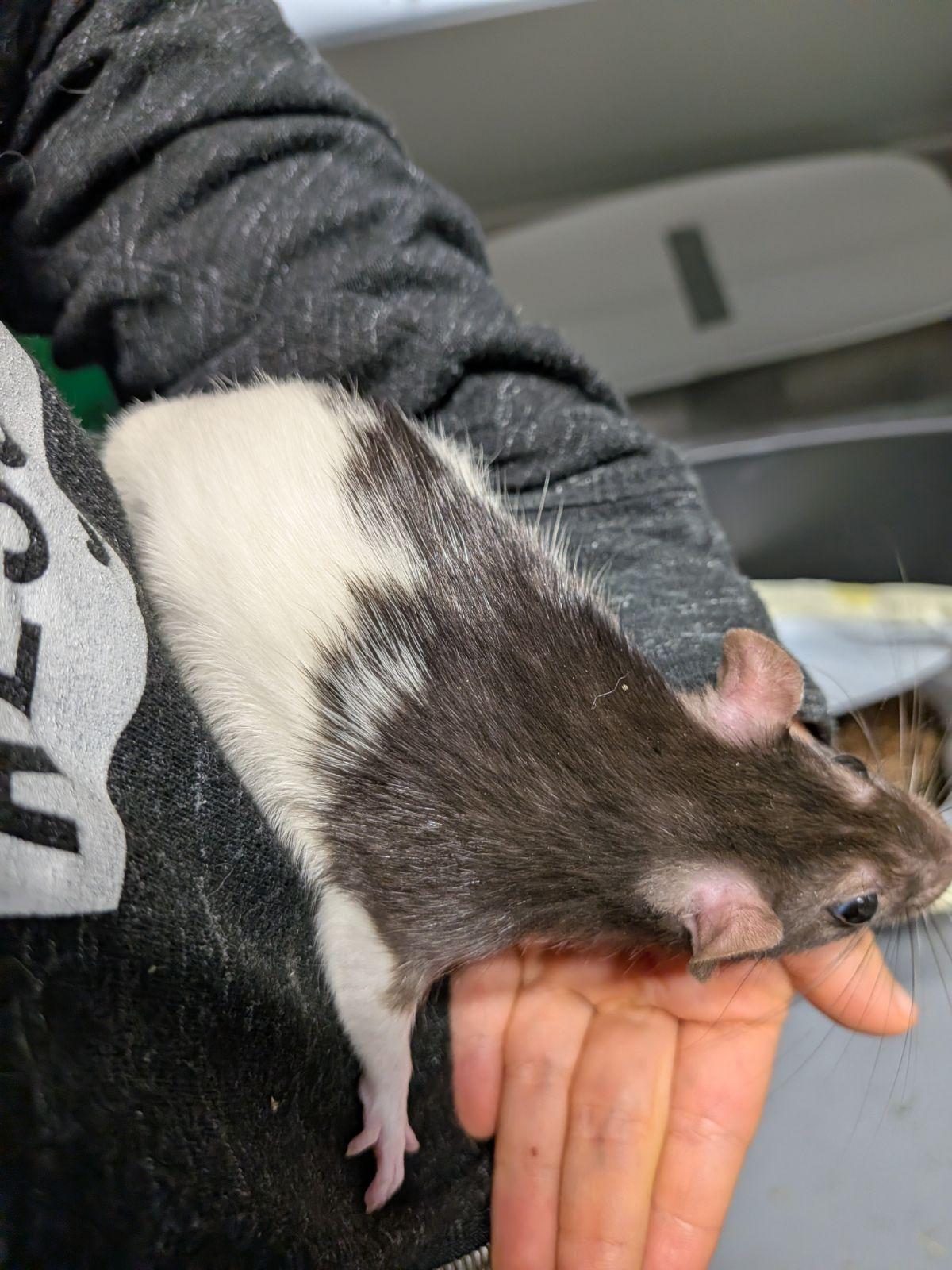 Enlarge Peekaboo & Hide and Seek, a Adoptable Rat in Saint Paul, MN image 2/4