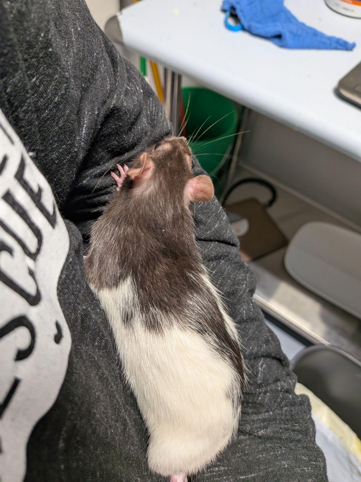 Enlarge Peekaboo & Hide and Seek, a Adoptable Rat in Saint Paul, MN image 3/4