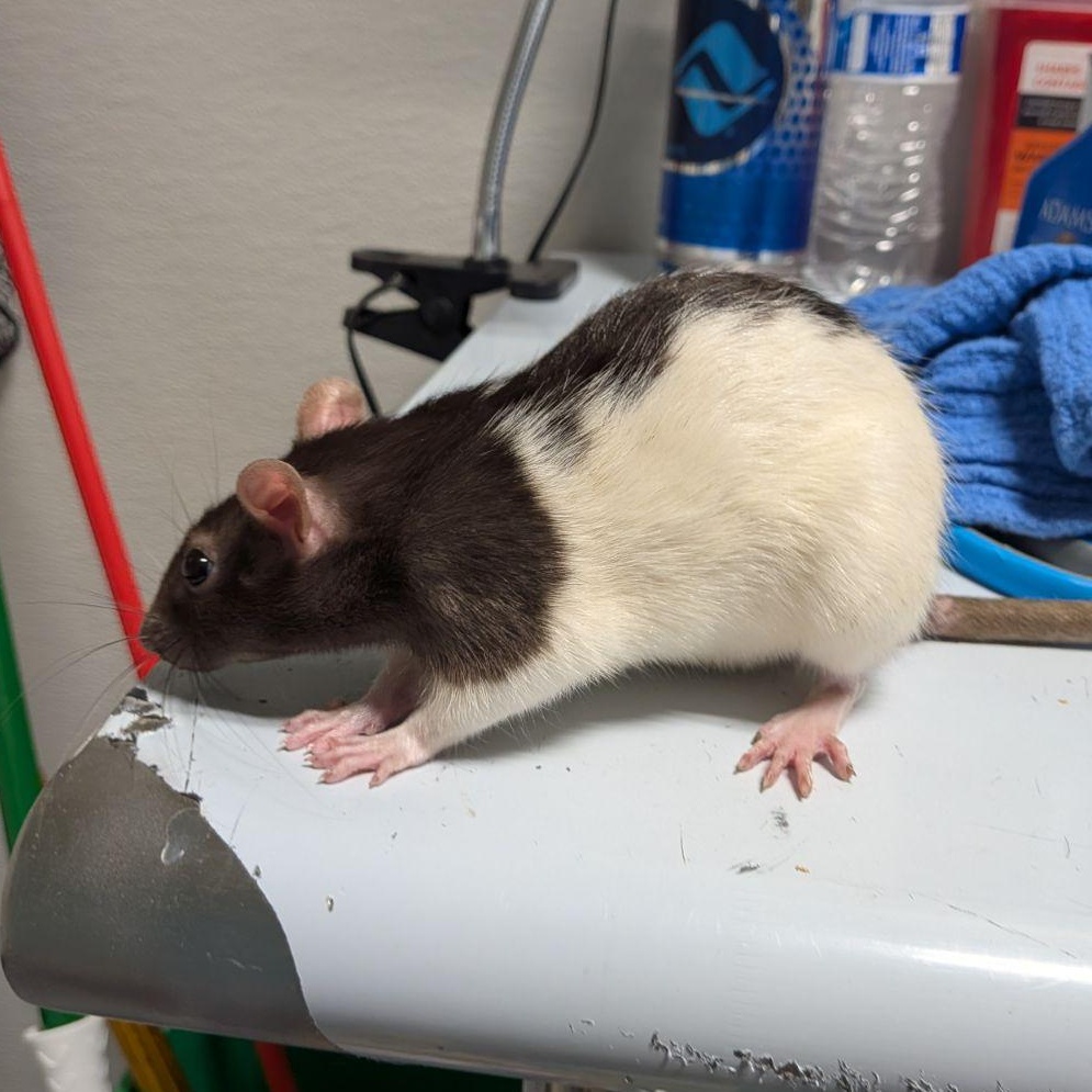 Enlarge Peekaboo & Hide and Seek, a Adoptable Rat in Saint Paul, MN image 1/4