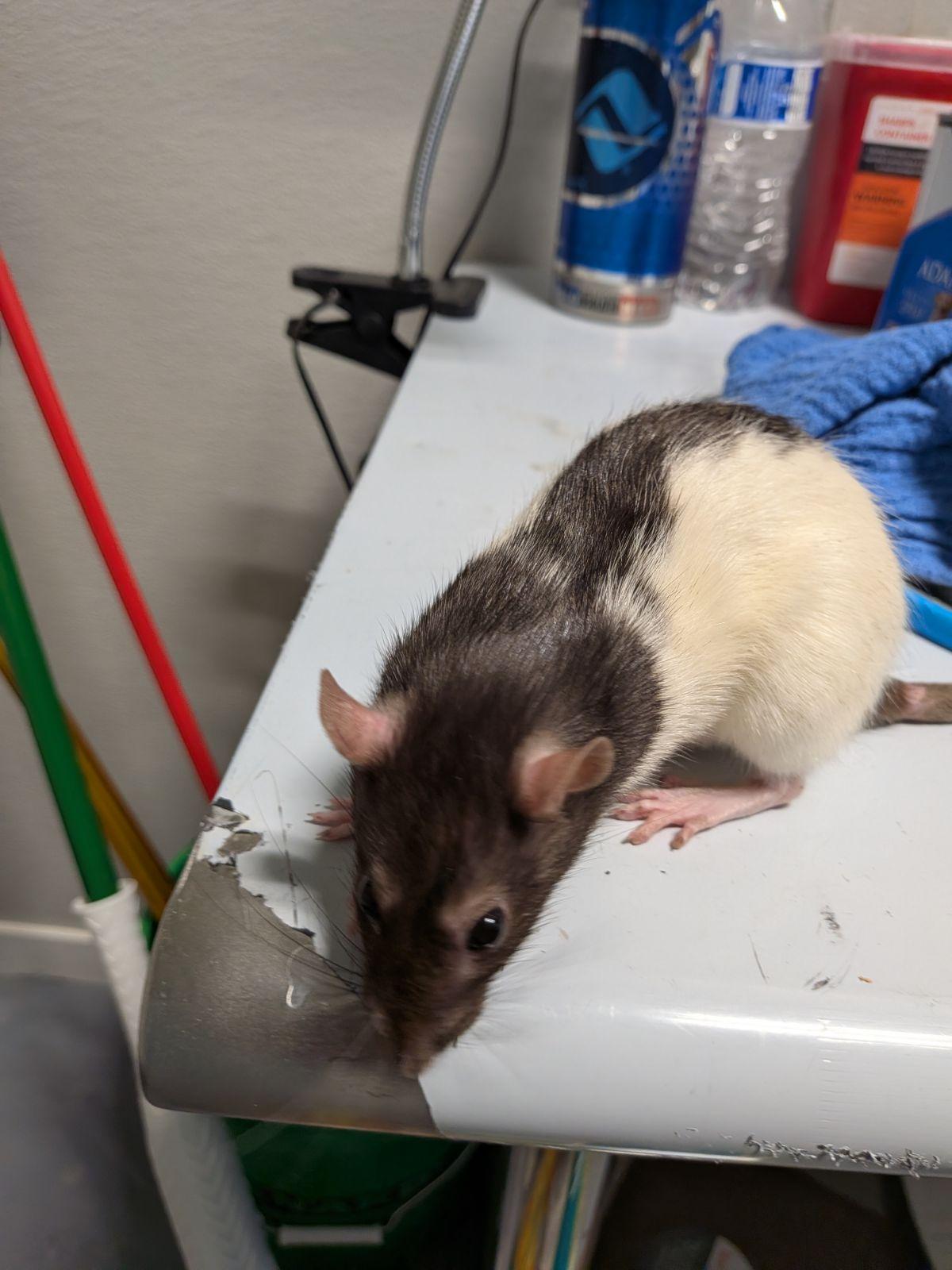 Enlarge Peekaboo & Hide and Seek, a Adoptable Rat in Saint Paul, MN image 4/4
