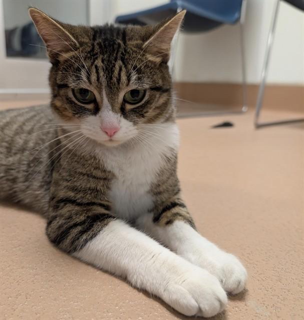 Sophie A215832, an adopted Domestic Short Hair in Plano, TX image 1/2