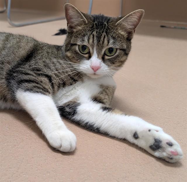 Sophie A215832, an adopted Domestic Short Hair in Plano, TX image 2/2