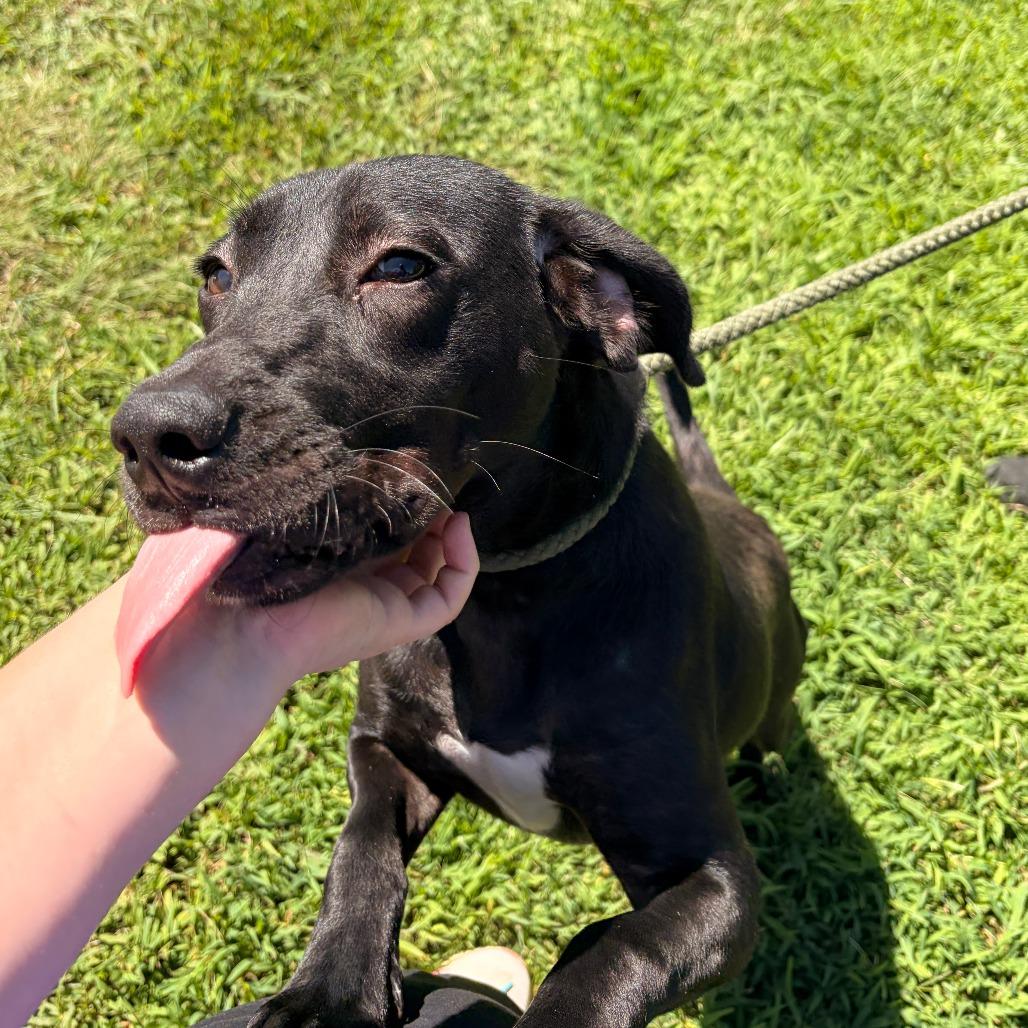 Kiwi, Adoptable, Adult Female Black Labrador Retriever & Mixed Breed.