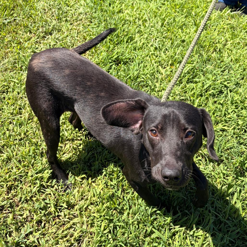 Enlarge Kiwi, a Adoptable mixed breed in Franklin, NC image 2/6