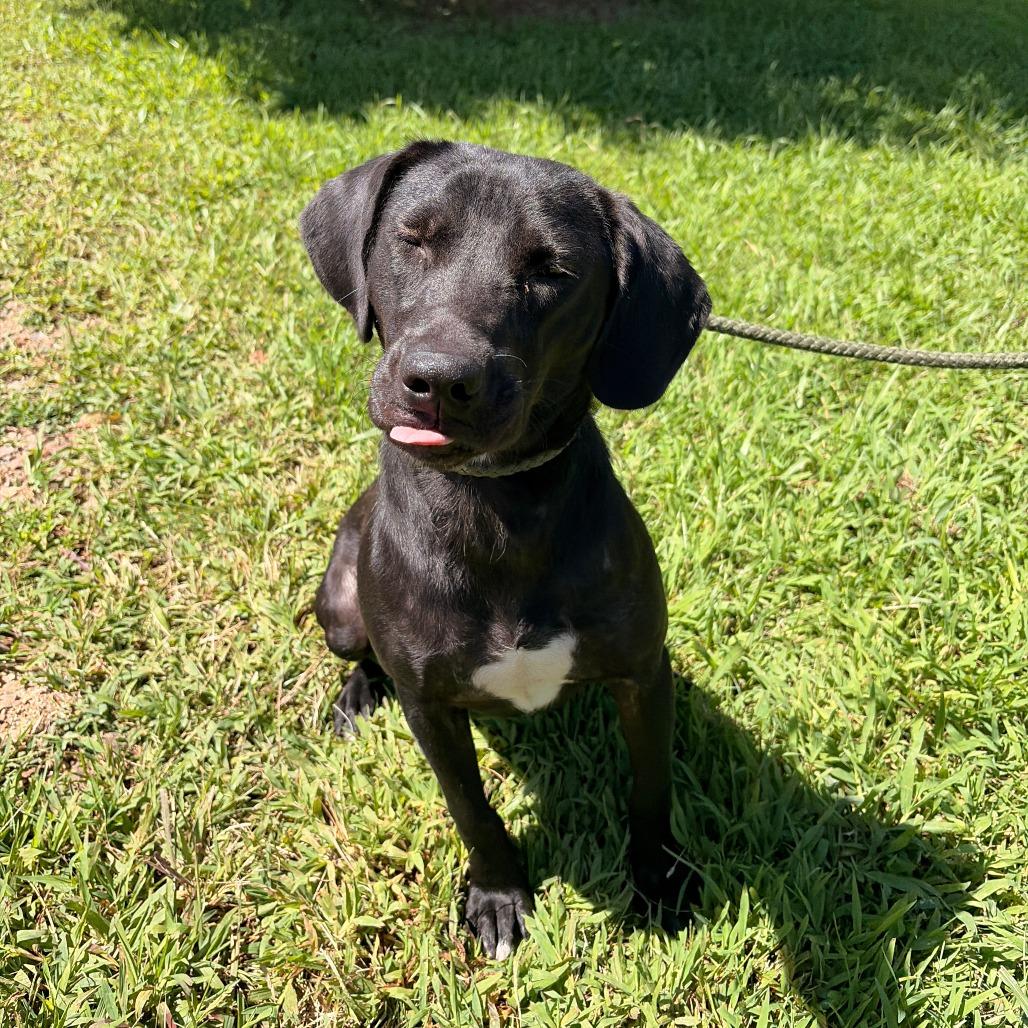 Enlarge Kiwi, a Adoptable mixed breed in Franklin, NC image 3/6
