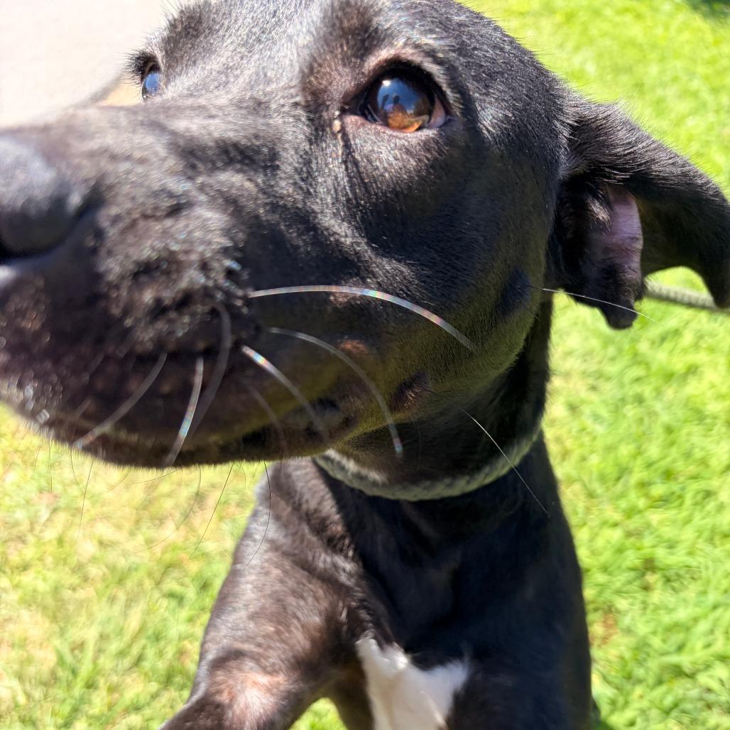 Enlarge Kiwi, a Adoptable mixed breed in Franklin, NC image 4/6