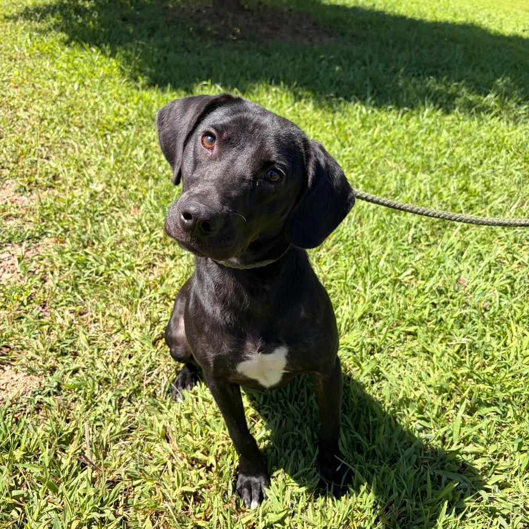 Enlarge Kiwi, a Adoptable mixed breed in Franklin, NC image 5/6