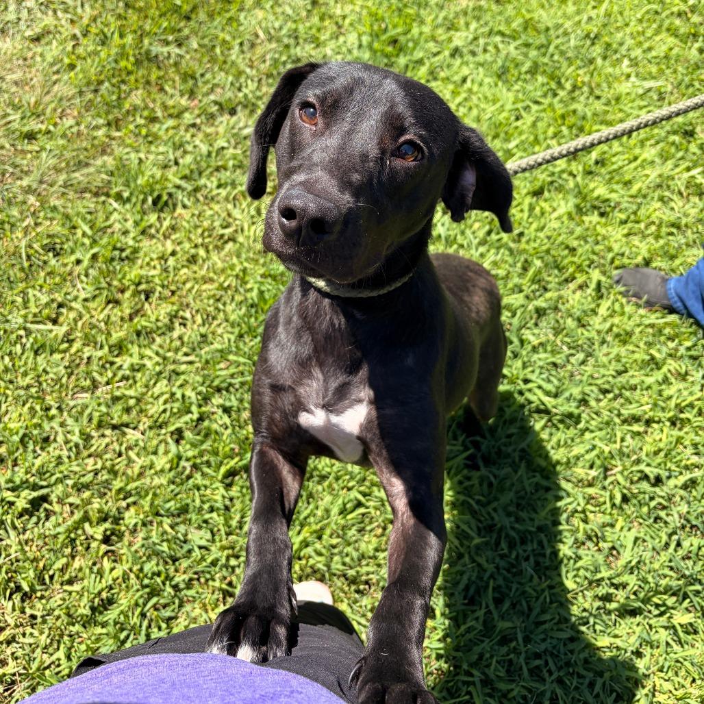 Enlarge Kiwi, a Adoptable mixed breed in Franklin, NC image 6/6
