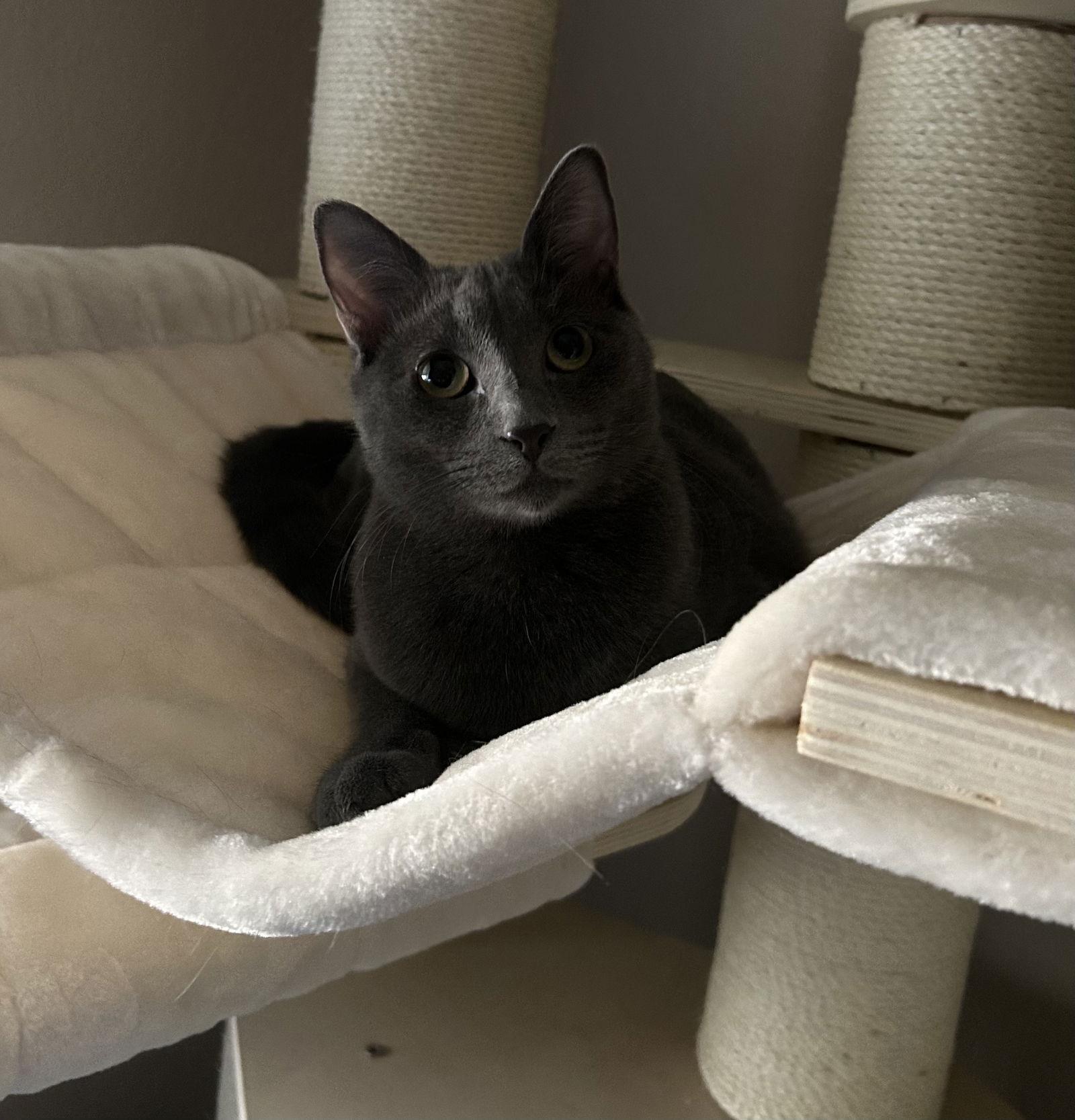 Cayenne, Adoptable, Adult Female Domestic Short Hair.