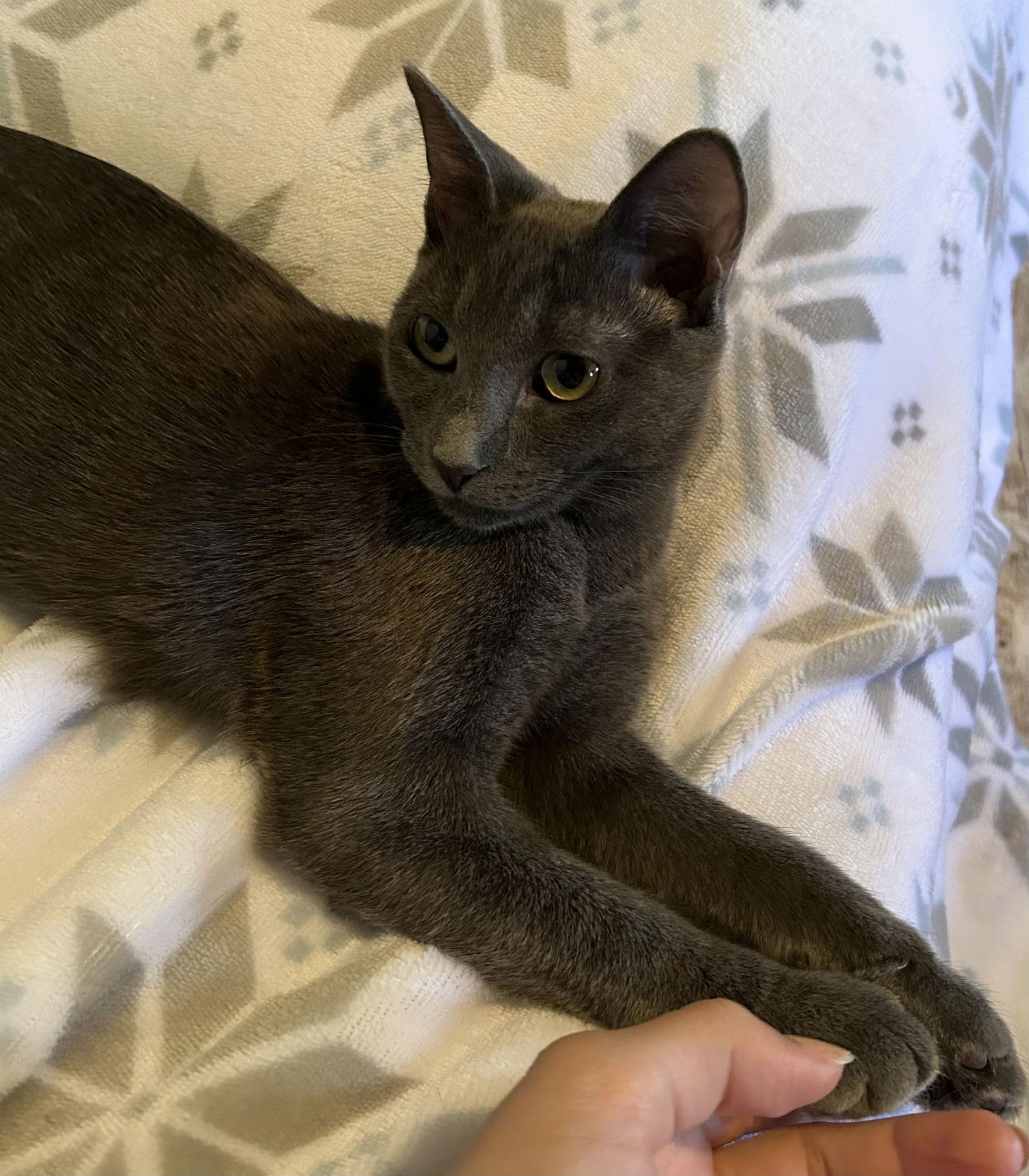 Enlarge Cayenne, a Adoptable Domestic Short Hair in Glendale, AZ image 2/3