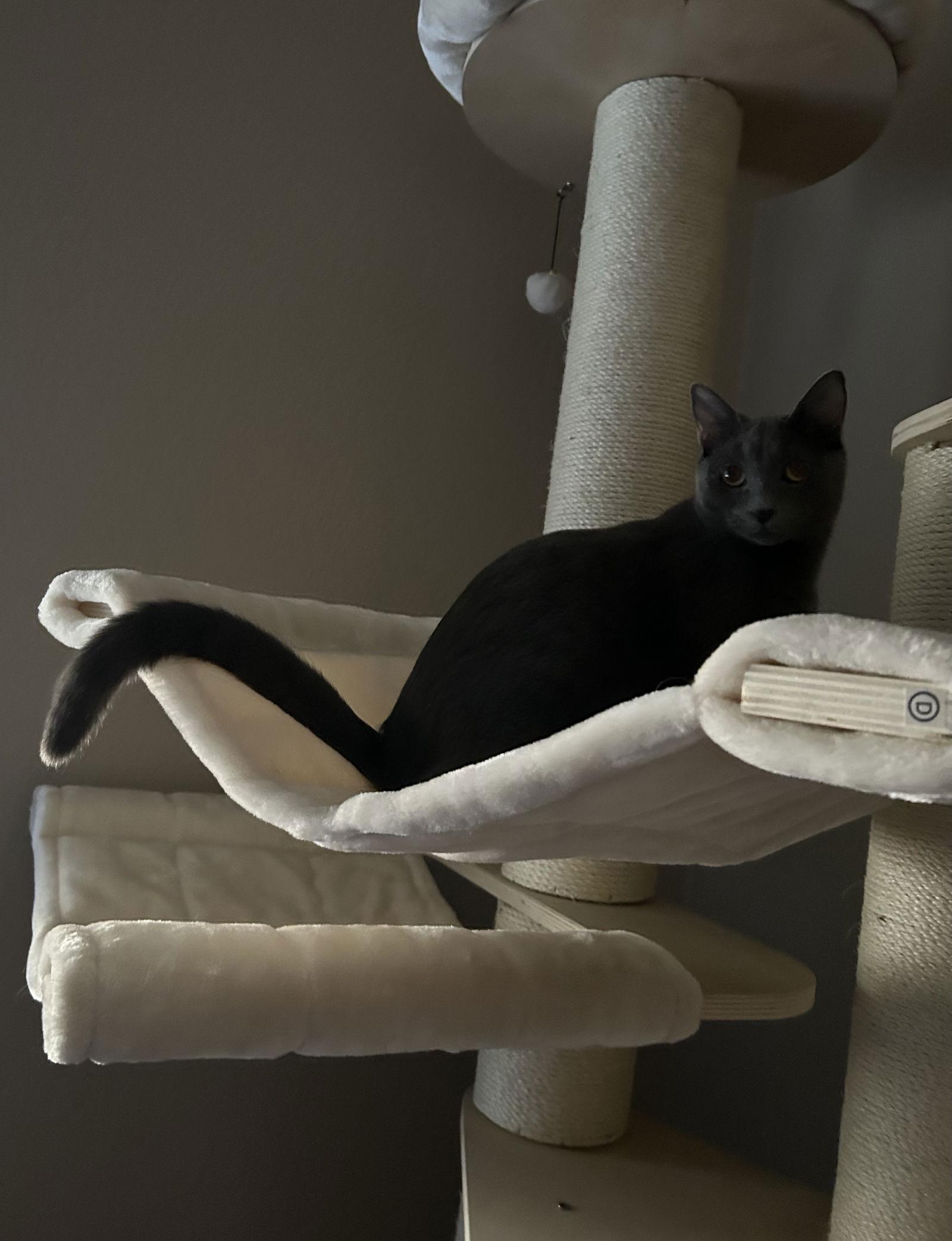 Enlarge Cayenne, a Adoptable Domestic Short Hair in Glendale, AZ image 3/3