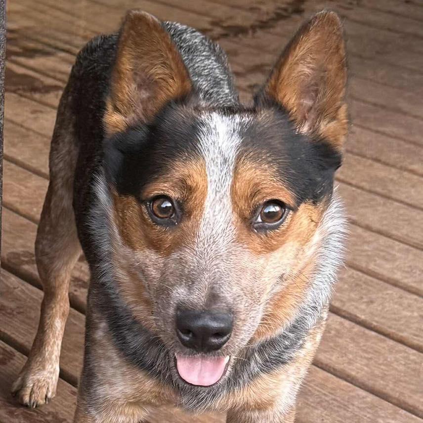 Ridley, Young Male Australian Cattle Dog / Blue Heeler