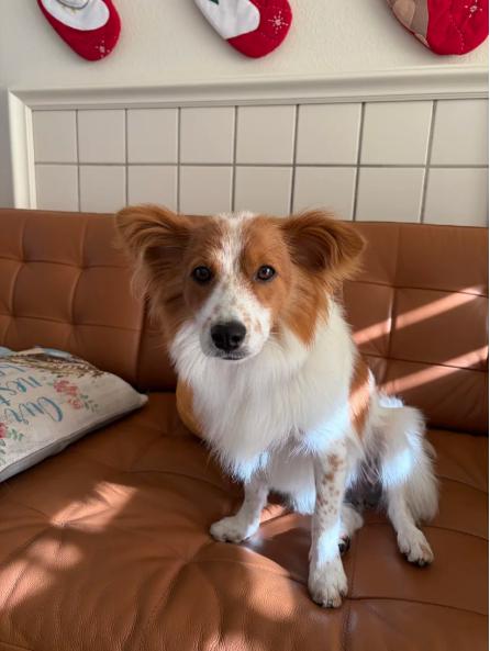 Enlarge Danchoo, a ADOPTABLE mixed breed in Torrance, CA image 4/6