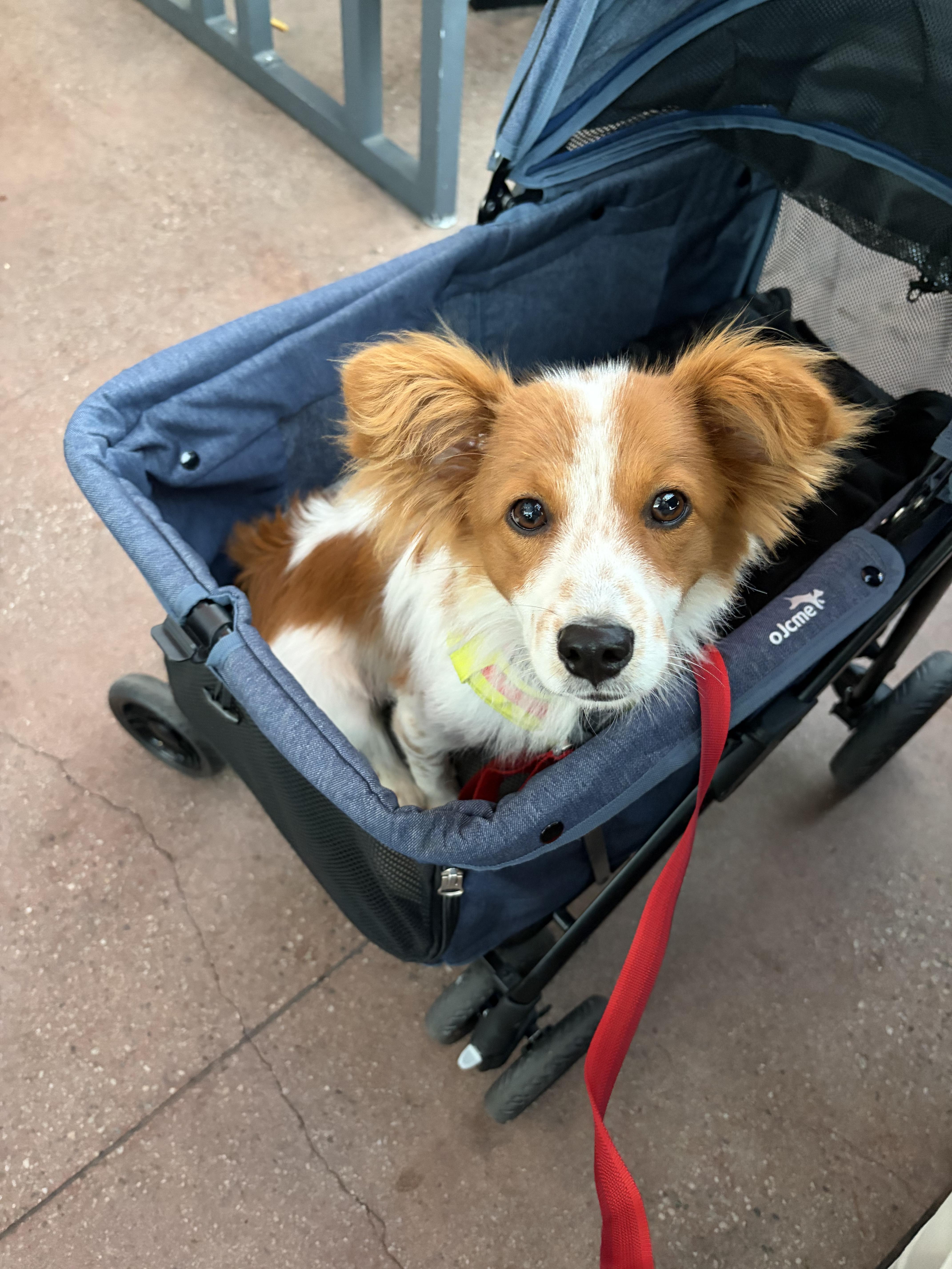 Danchoo, ADOPTABLE, Young Male Australian Shepherd & Cardigan Welsh Corgi.