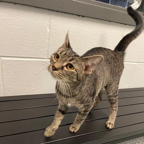 Trixie, Adoptable, Young Female Domestic Short Hair.