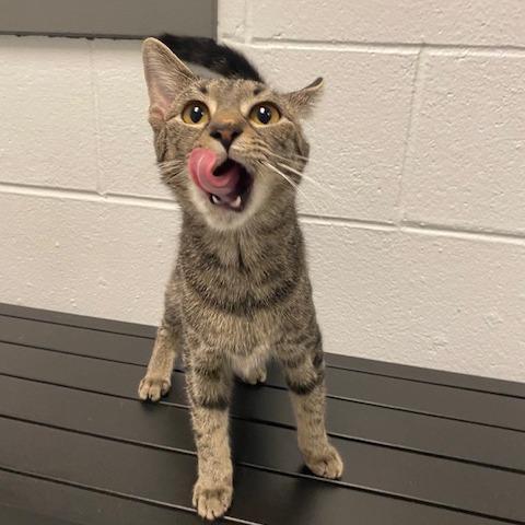 Enlarge Trixie, a Adoptable Domestic Short Hair in Dayton, OH image 2/2