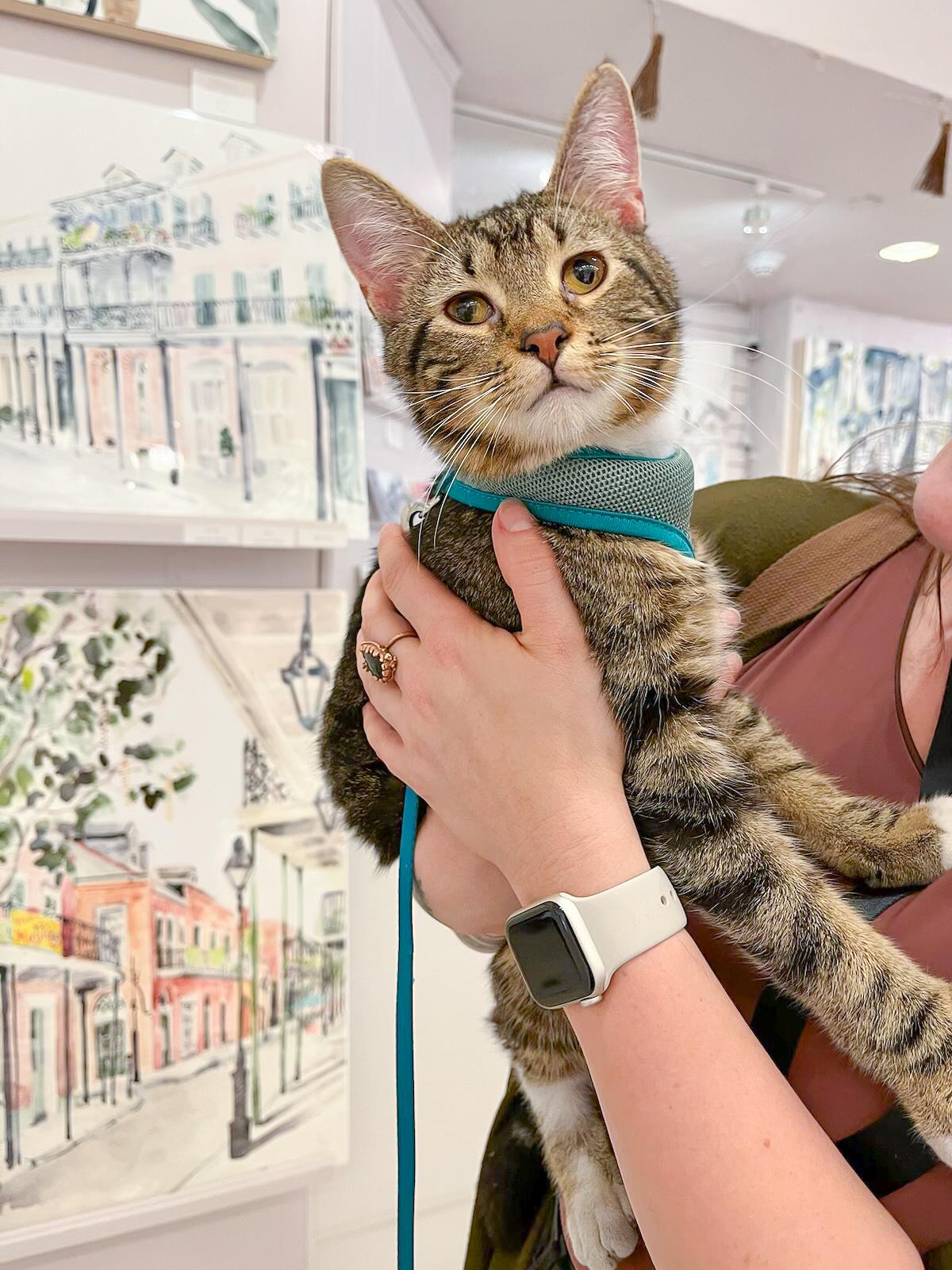 Butterbean, Mild Cerebellar Hypoplasia, a Adoptable Tabby in New Orleans, LA image 2/4