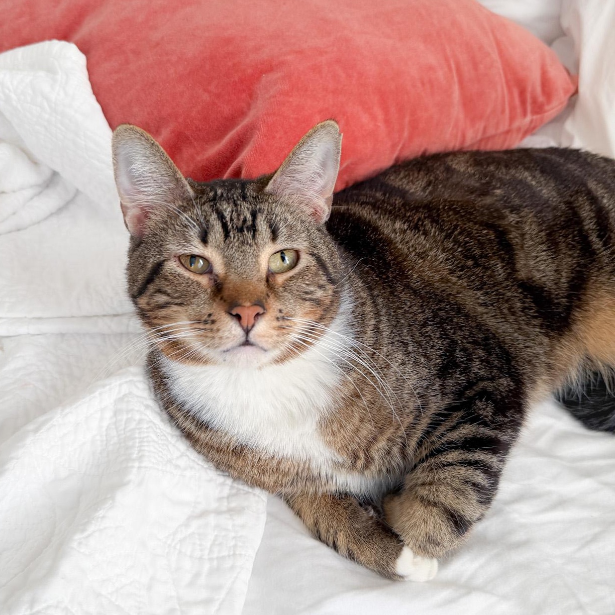 Butterbean, Mild Cerebellar Hypoplasia, Adoptable, Adult Male Tabby.