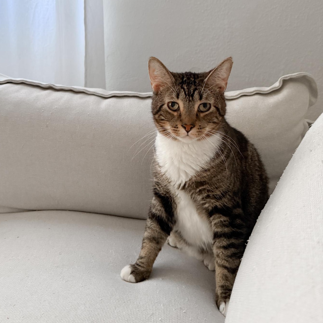 Butterbean, Mild Cerebellar Hypoplasia, a Adoptable Tabby in New Orleans, LA image 4/4