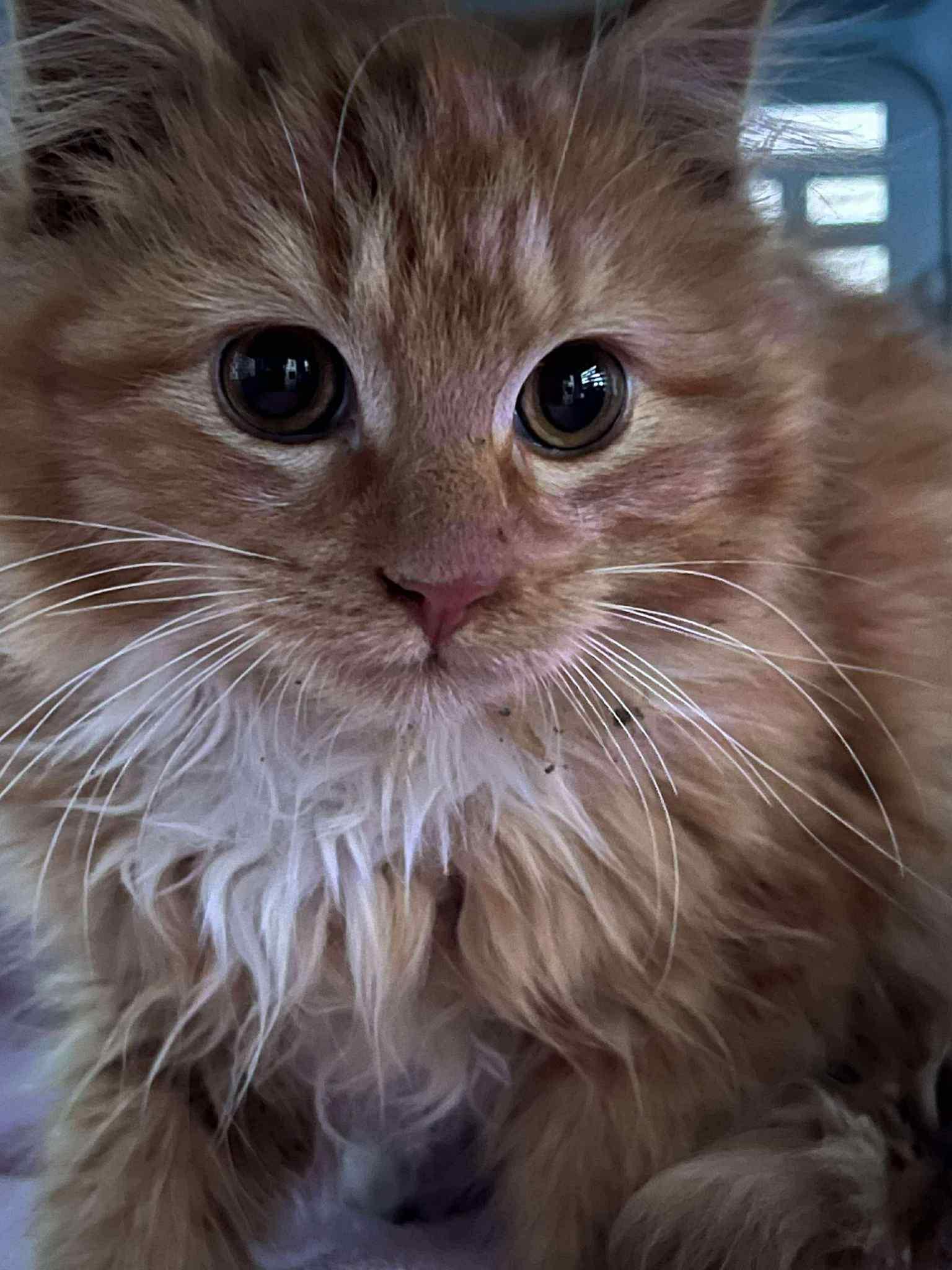 Enlarge Venkman, an adopted Domestic Long Hair in Milwaukee, WI image 2/3