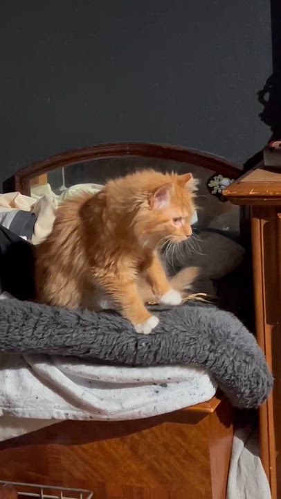 Enlarge Venkman, an adopted Domestic Long Hair in Milwaukee, WI video 3/3