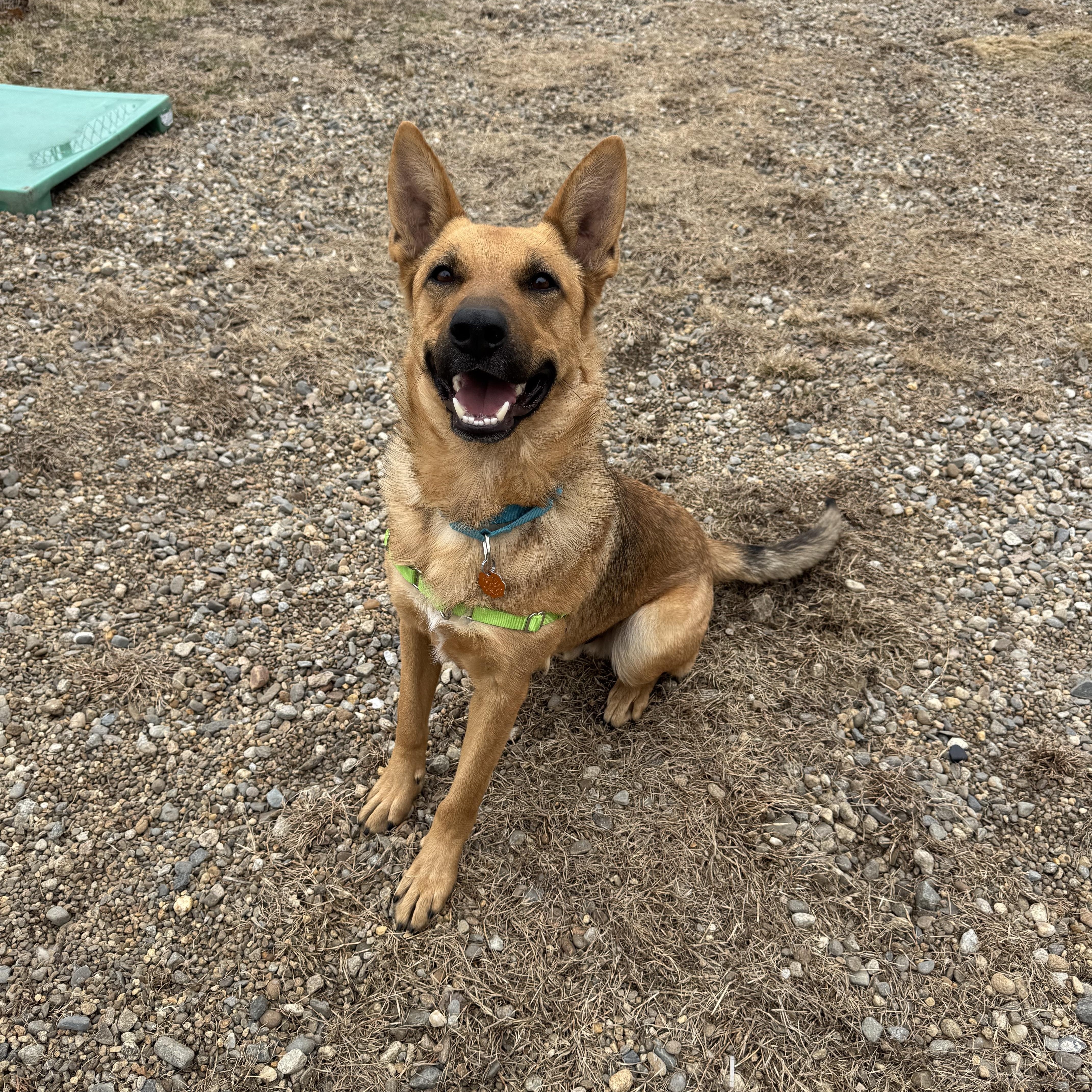 Enlarge Chase, a ADOPTABLE mixed breed in Salem, NH image 1/3